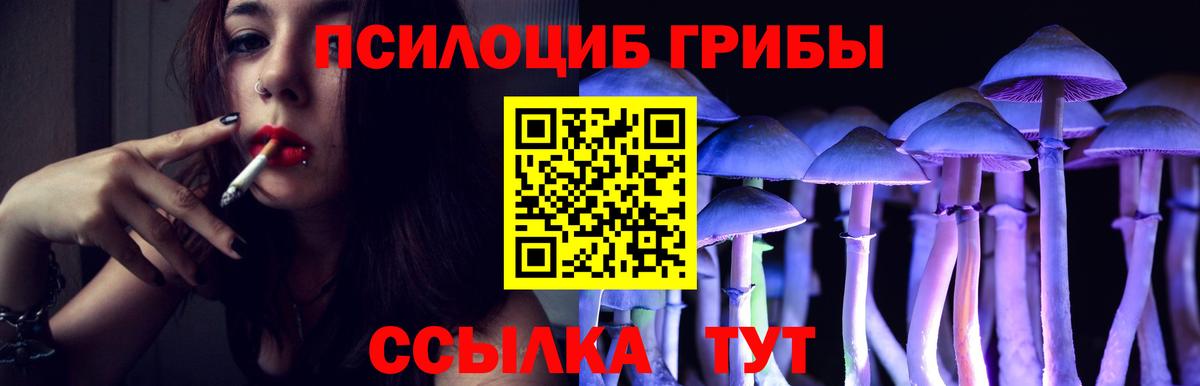 Галлюциногенные грибы Psilocybe Ковров